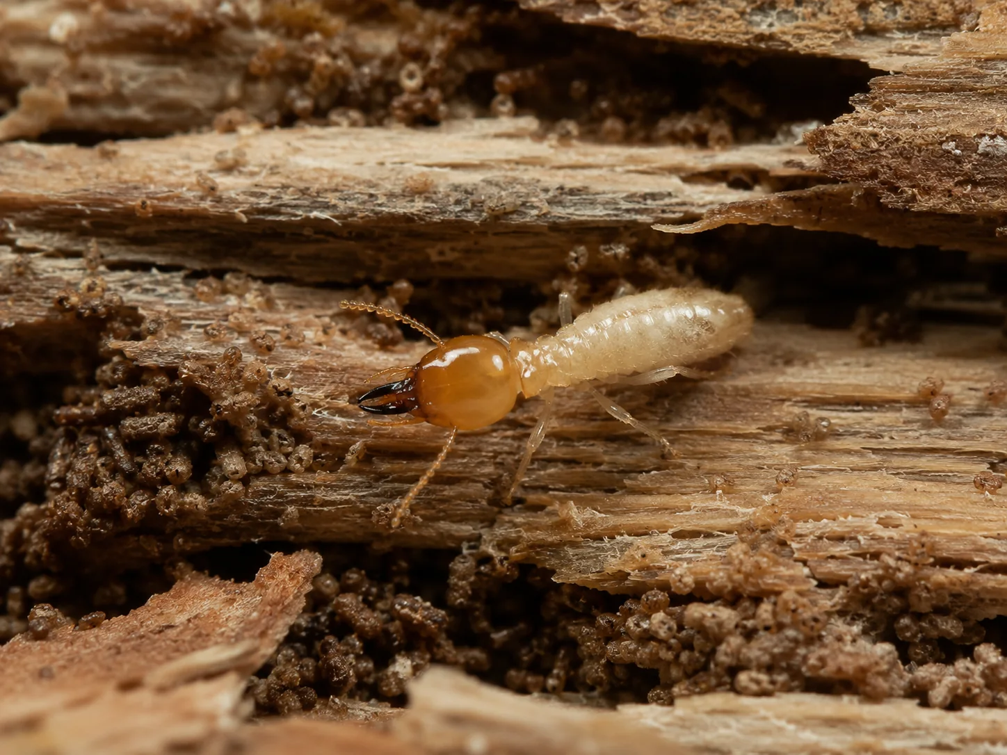 Cupim de madeira seca em madeira infestada